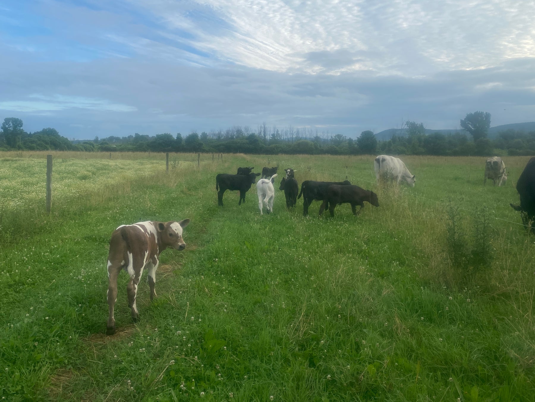 Beef Babies