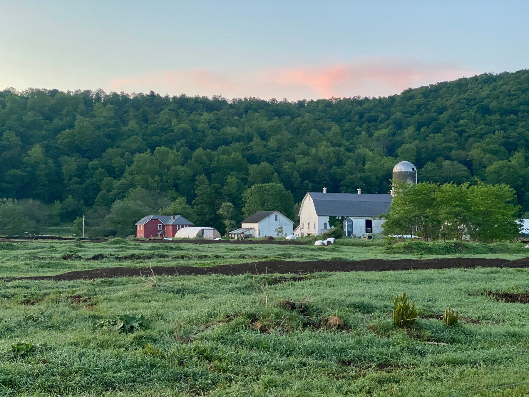 Cobblestone Valley Farm June Chicken Pickup