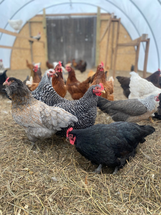 CVF Eggs!