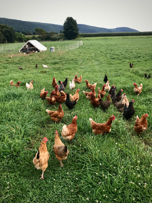 CVF Eggs!
