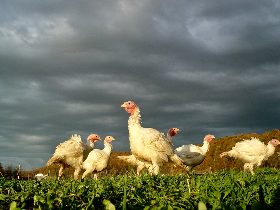 Organic Thanksgiving Turkey - ORDER/DEPOSIT